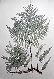 Bracken: Bracken