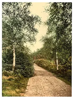Camberley: Brackendale, the drive, Camberley, England