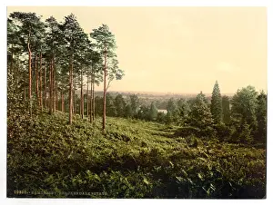 Camberley: Brackendale, Estade, Camberley, England