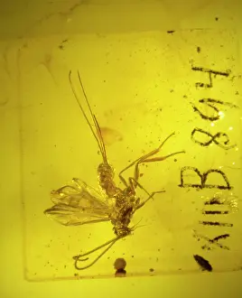 Amber: Braconid wasp in amber
