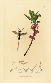 John Curtis: Braconid wasp and mezereon