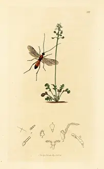 John Curtis: Braconid wasp and naked stalked candy-tuft