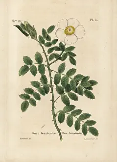 Bracteate: Bracteate rose, Rosa bracteata