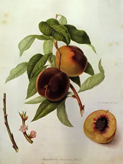 Linnaeus: Braddick's American Peaches