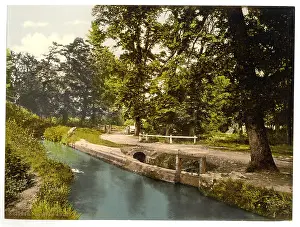 Abbott: Bradley Woods, Newton Abbott, England