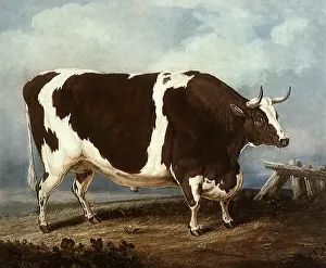 Pounds: The Bradwell Ox