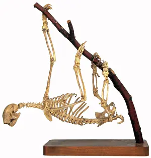 Sloth: Bradypus sp. three-toed sloth