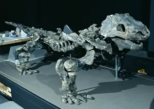 Anapsida: Bradysaurus baini