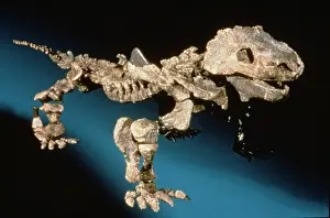 Amphibia: Bradysaurus baini