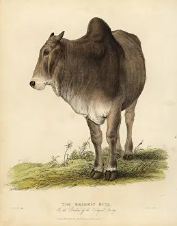 Smellie: Brahma breed of zebu cattle, Bos taurus indicus