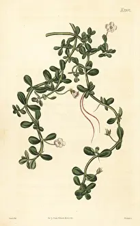John Curtis: Brahmi or waterhyssop, Bacopa monnieri