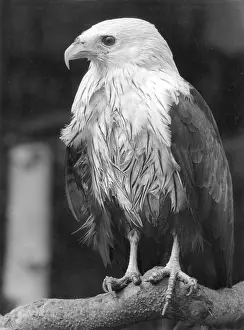 Brahminy: BRAHMINY KITE