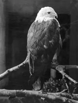Brahminy: BRAHMINY KITE