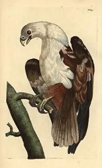 Indus: Brahminy kite or Coromandel eagle, Haliastur indus