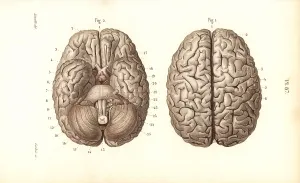 Leveille: Brain from above and below