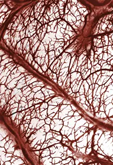 Vein: Brain Arteries and Veins