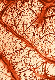 Vein: Brain Arteries and Veins