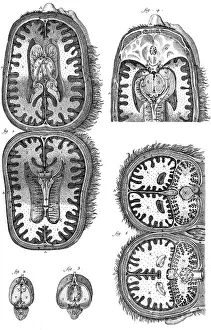 Cerebellum: BRAIN CAVITIES 18TH C