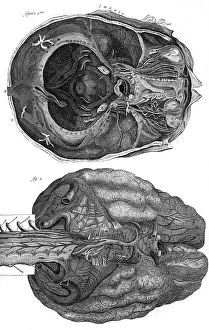 Cerebellum: BRAIN & CEREBELLUM 18TH