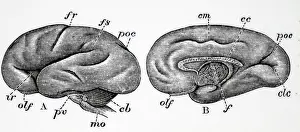 Brain: Brain of human embryo