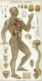 Nerves: Brain and Nerves - Voice