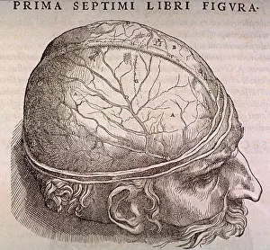 Membrane: Brain Plate, showing the duramater, the ?