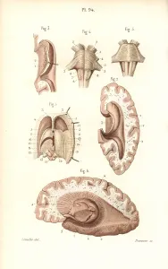 Pons: Brain, pons, medulla oblongata, pineal gland, etc