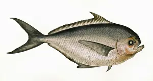 Bream: Brama raii, or Ray's Bream