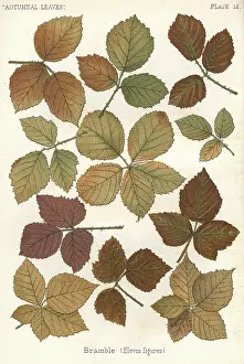 Bramble: BRAMBLE LEAVES