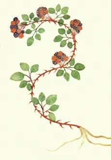 Bramble: Bramble, Rubus fruticosus