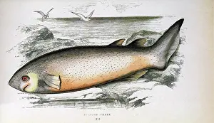 Fawcett: Bramble Shark