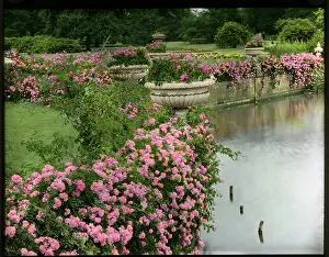 Brambles: Brambles and pink flowers beside a lake