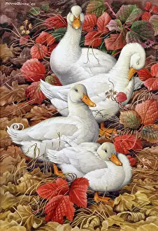 Brambles: In the Brambles ' white ducks
