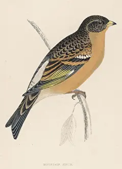 Fringilla: BRAMBLING