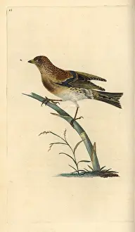 Fringilla: Brambling, Fringilla montifringilla