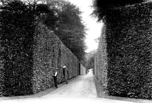 Bramham: Bramham, Park, Beech Hedges 1909