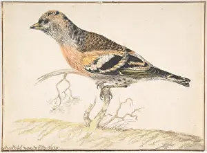 Veen: Bramling (Fringilla Montifringilla), 1679, Watercolor