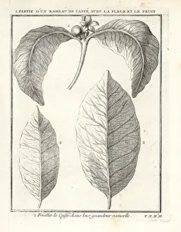 Caffeine: Branch, leaf, fruit and flower of the coffee