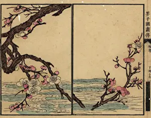 Wormhole: Branch of pink plum blossom over a river