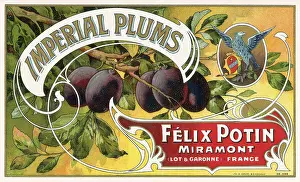 Ripe: Branch with Ripe Plums