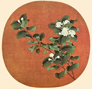 1200s: Branch of White Jasmine
