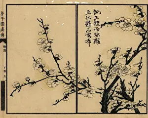 Wormhole: Branch of white plum blossom with calligraphy