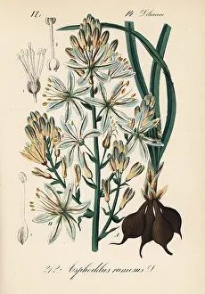 Branched: Branched asphodel, Asphodelus ramosus