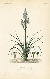 Maubert: Branched asphodel, Asphodelus ramosus