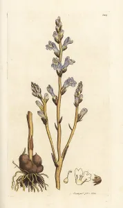 Branched: Branched broomrape, Orobanche ramosa