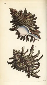 Branched: Branched murex, Chicoreus ramosus