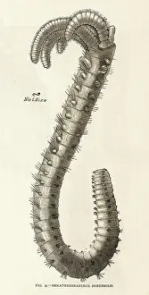 Branched: BRANCHED WORM 1891