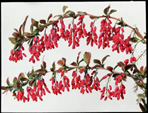 Malby: Two branches of Berberis Carvellii