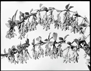 Malby: Two branches of Berberis Carvellii