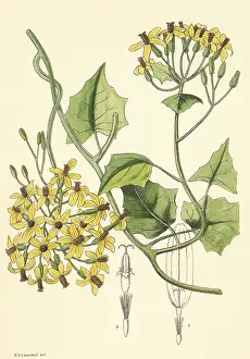 Clusters: Branching Flowers